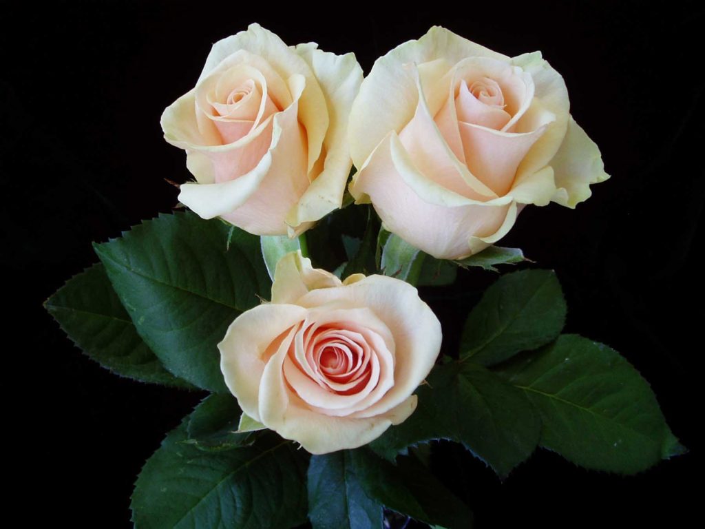 Dried Flowers - Peterkort Roses